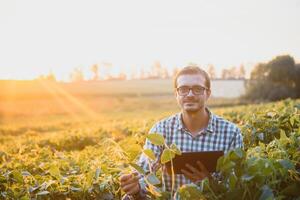 agriculteur dans soja des champs. croissance, Extérieur. photo