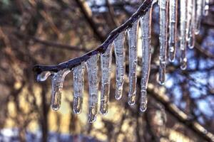 beauté congelé arbre branche dans hiver glace. photo