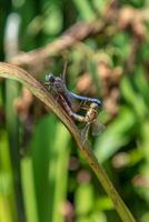 libellule, Masculin et femelle pendant le reproduction saison. faire l'amour photo