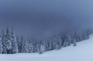 paysage d'hiver majestueux, forêt de pins avec des arbres couverts de neige. une scène dramatique avec des nuages noirs bas, un calme avant la tempête