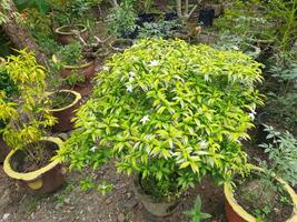 ornemental les plantes dans des pots sur le sol dans le jardin photo