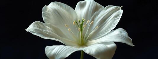 ai généré blanc fleur avec noir Contexte photo