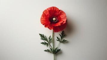 ai généré une faire le ménage, blanc Contexte avec une Célibataire coquelicot dans le centre, symbolisant souvenir photo