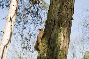 marrant rouge écureuil sur tronc de arbre. photo