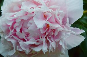 magnifique blanc rose éponge pivoine fleur proche en haut. Contexte. photo