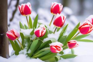 ai généré rouge tulipe fleurs supporter dans le neige. printemps fleurs. soudain chute de neige. photo