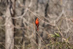 Masculin cardinal oiseau dans plumage photo