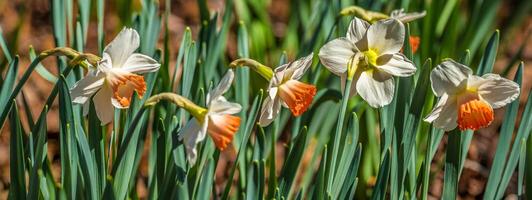 blanc jonquilles avec Orange centres photo