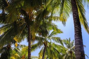 tropical paume des arbres dans le lumière du soleil dans le Maldives. photo