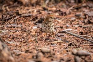 marron thrasher oiseau photo