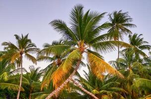 tropical paume des arbres dans le lumière du soleil dans le Maldives. photo