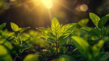 ai généré une proche en haut thé feuille avec doux Soleil lumière. photo