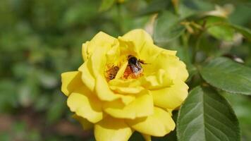 une abeille pollinise une Jaune fleur. une abeille occupé en buvant nectar de le fleur photo