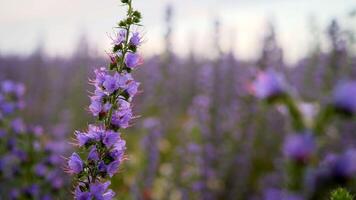 cyanose bleu. bleu cyaunose plante. des champs avec cyanose. photo