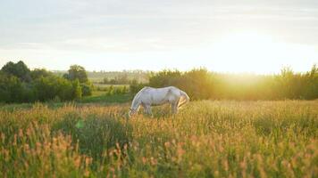 rural paysage avec pâturage les chevaux. marron et blanc cheval dans le pâturage. photo