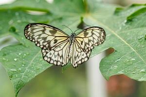 macro magnifique papillon idée leuconoe photo