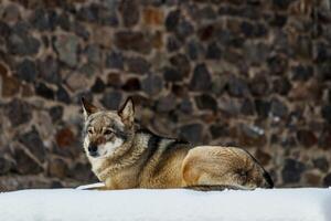 magnifique Loup sur une neigeux route photo