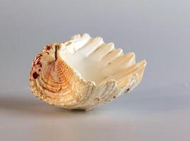 coquille de une grand mer mollusque tridacne gigas sur une blanc Contexte photo