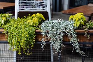 les plantes dans le café façade décoration, pendaison végétaux, vert herbe, intérieur de un Extérieur restaurant photo