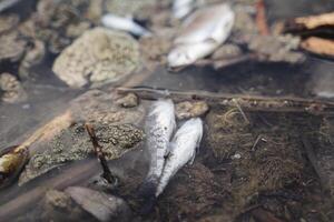 rivière poisson décédés de environnement pollution, poisson carcasse mensonges se décomposer dans le étang, empoisonnement de l'eau avec nocif substances, écologie. photo