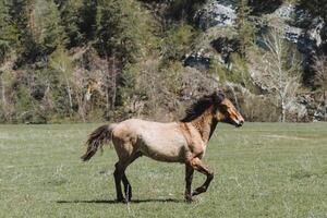 une cheval cabré sur le herbe dans une champ, une marron cheval pâturage dans une Prairie sur une ensoleillé jour, une animal de compagnie, une de race cheval, une village bête de somme, une crinière développement dans le vent. photo