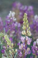 quille faucille lupin, lupinus albicaulis, une originaire de vivace monoclinique herbe affichage Terminal tournoyé racème inflorescences pendant été dans le san emigdio montagnes. photo