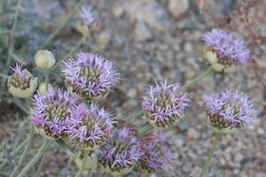 sierra étroit feuilles sauvage parfum, monardelle linoïdes sous-espèce sierra, une originaire de vivace herbe affichage Terminal cymeuse tête inflorescences pendant en retard été dans le est sierra Nevada. photo