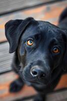 ai généré simplement mignonne magnifique chien bannière avec une Contexte de joie photo