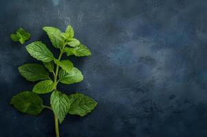 ai généré fraîchement choisi menthe feuilles photo