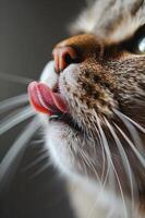ai généré félin saveur délice fermer de une chat lécher lèvres photo