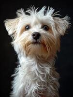 ai généré mignonne blanc chien regards en haut avec triste affronter. blanc aux cheveux chien permanent sur noir Contexte photo