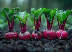 ai généré Frais biologique un radis croissance sur le sol dans le jardin photo