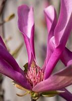 tulipe magnolia, magnolia liliiflora photo