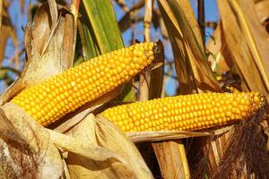 épi de maïs, zea mays photo