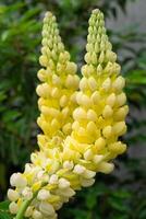 jardin lupin, lupinus polyphylle photo