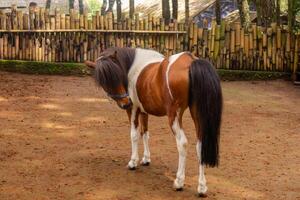 magnifique marron poney derrière le bambou clôture sur le petit ferme photo