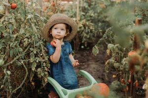 fille récolte surgir de des légumes et des fruits et met il dans jardin brouette. l'automne concept photo