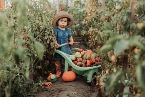 fille récolte surgir de des légumes et des fruits et met il dans jardin brouette. l'automne concept photo