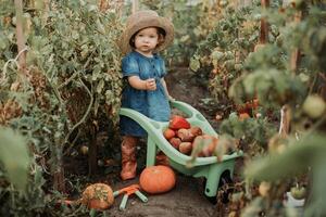 fille récolte surgir de des légumes et des fruits et met il dans jardin brouette. l'automne concept photo