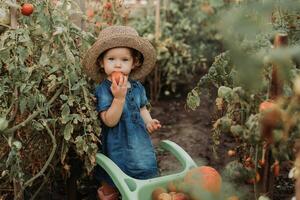 fille récolte surgir de des légumes et des fruits et met il dans jardin brouette. l'automne concept photo