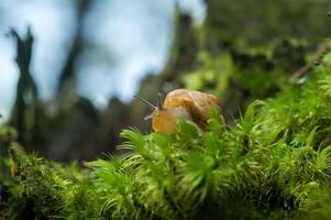 petit respiration aérienne terre escargot succinée putris photo