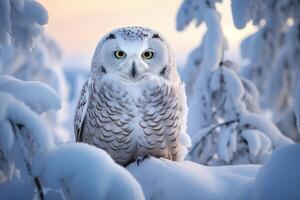 ai généré majestueux polaire hibou hiver branche. produire ai photo