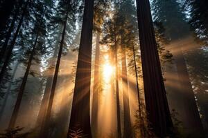 ai généré imposant séquoia forêt des arbres Soleil. produire ai photo