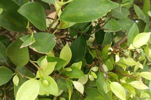 une frais, tropical verdure paysage photo