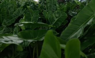 Frais vert fleurs dans le jardin photo