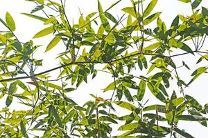 vert bambou feuilles sur branche isolé sur blanc Contexte. photo