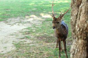 rouge cerf permanent dans le herbe. photo