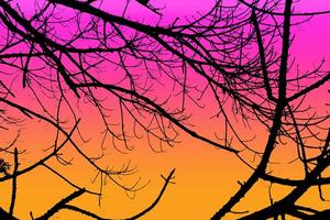 silhouette branche sur coloré Contexte. photo