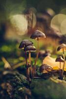 petit champignons dans lumière du soleil dans Profond forêt photo