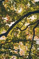 arbre avec vert feuilles contre ensoleillement photo